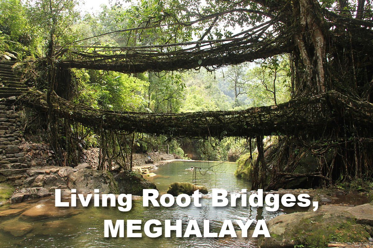 44 Living_root_bridges Nongriat Meghalaya copy